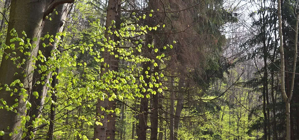 EINE PLATTFORM FÜR DIE JÄGERIN IM RAUM WIENER NEUSTADT